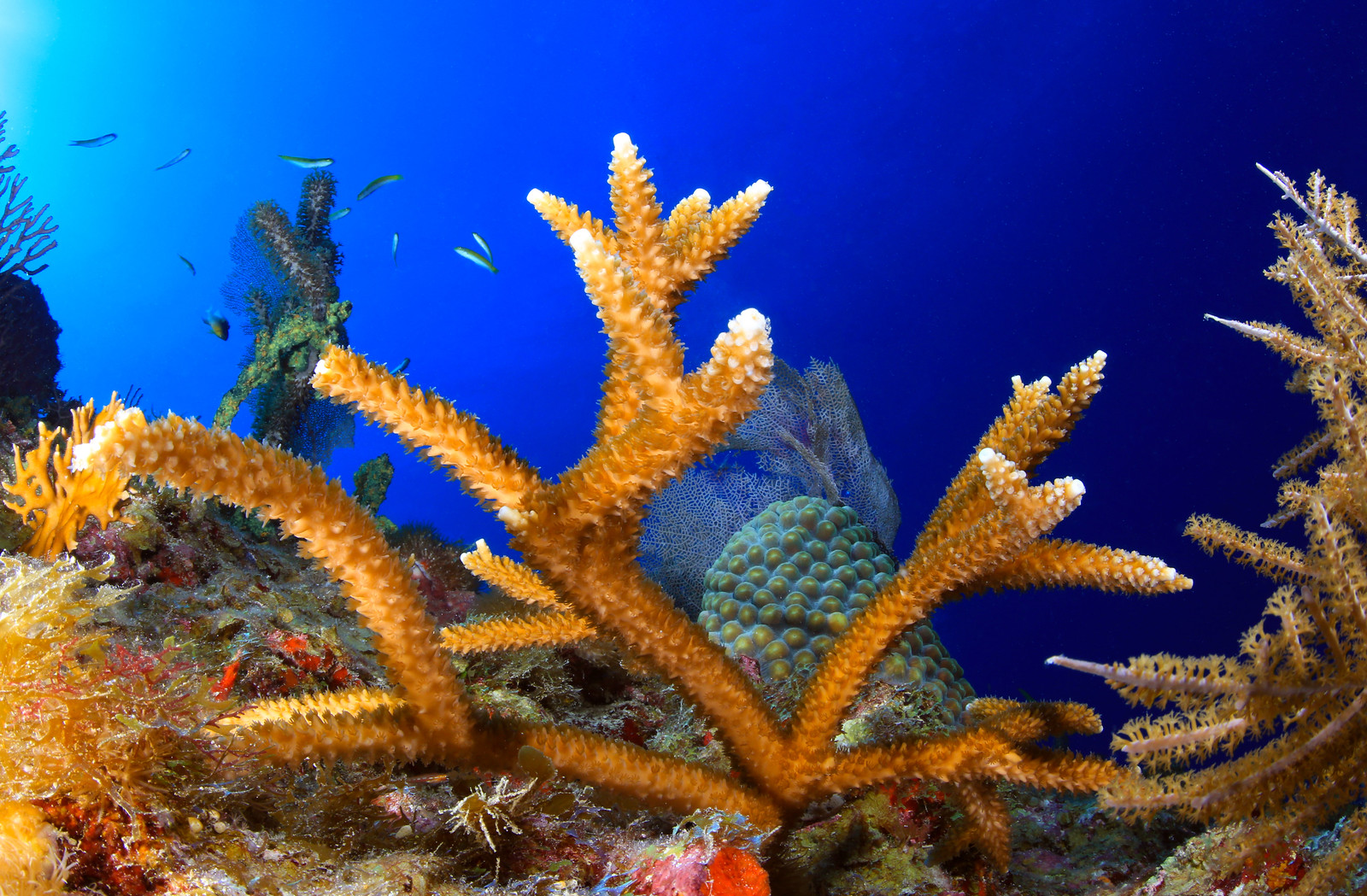 Critically endangered staghorn corals are benefiting from coral