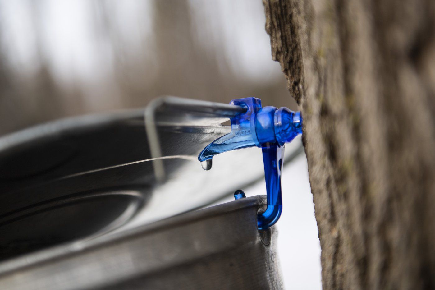 Climate Change A Threat To Canada S Maple Syrup Industry Canada S   220d39fccdef2da4479c26f15c57ab129b1cd6b88d247772dca45ad2082ecec2  Newsroom Base 