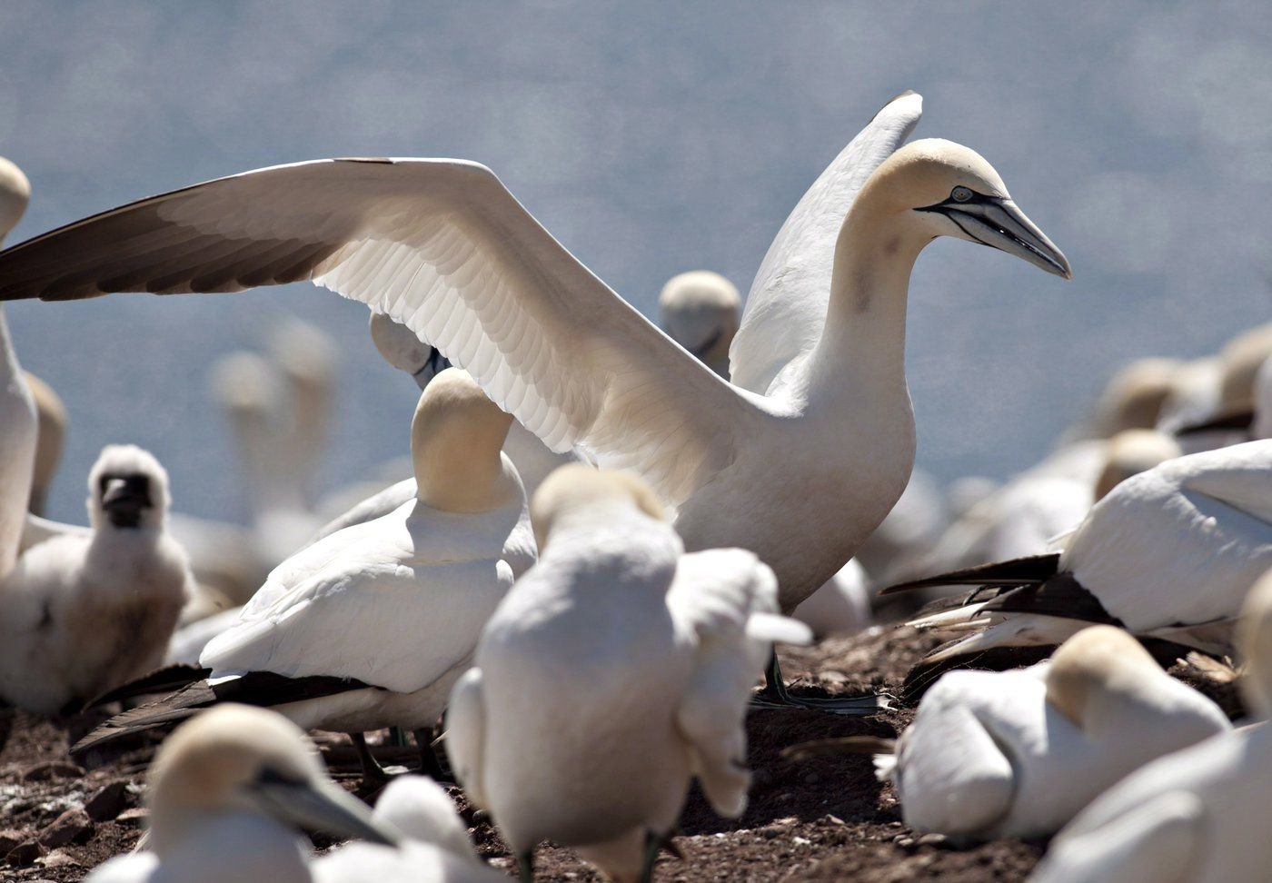 Thousands of Quebec birds drop dead from avian flu Canada's National