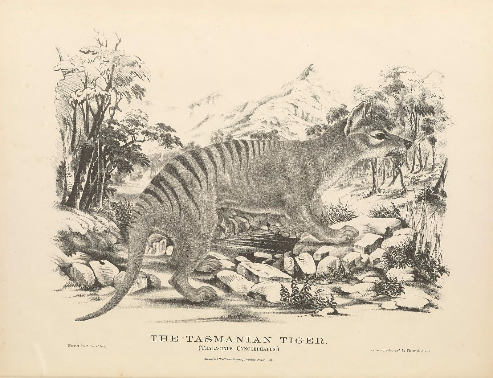 Thylacine extinction: Tasmanian tiger marsupial de-extinction