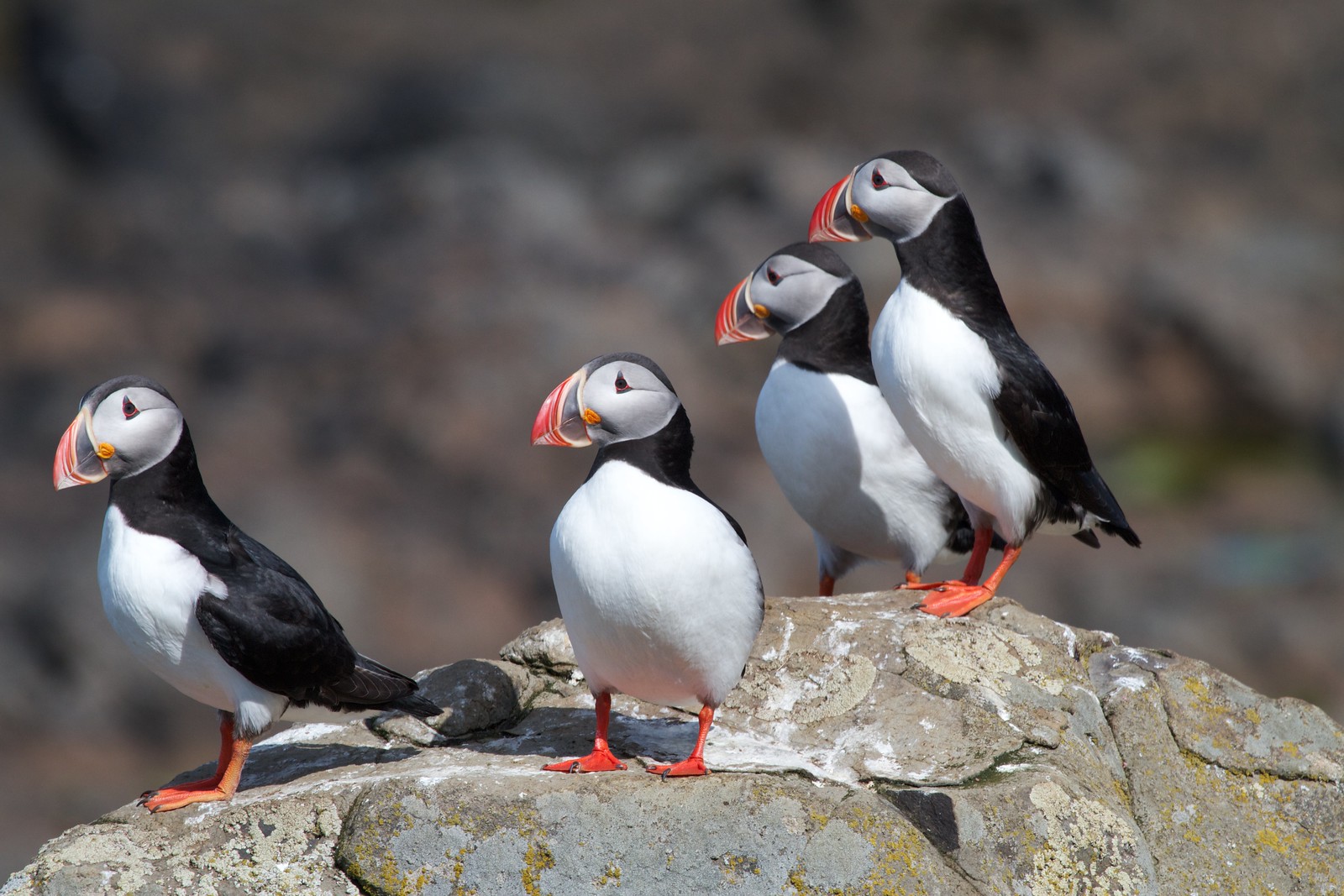 Puffin nesting sites in western Europe could be lost by end of