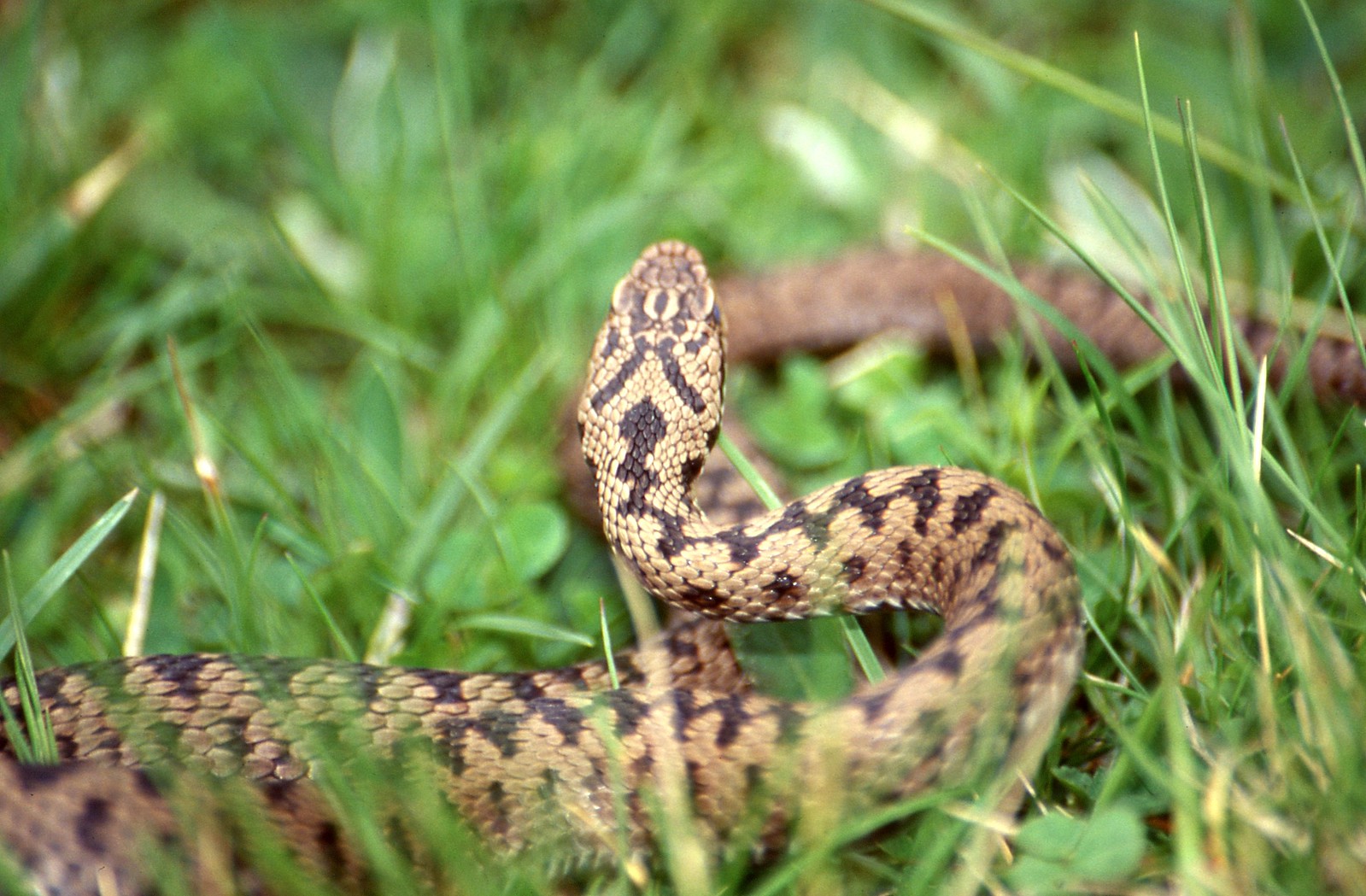 Scientists finally get the lowdown on female snakes private bits