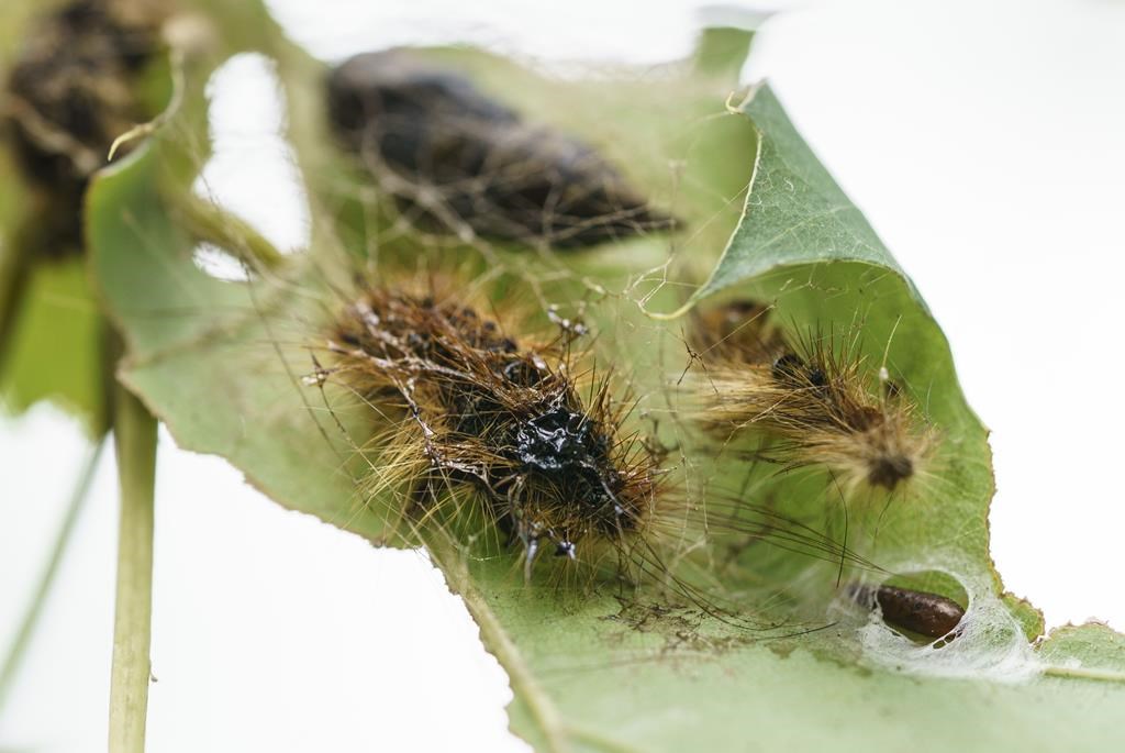 B.C. to target invasive spongy moths with spring spray campaign on