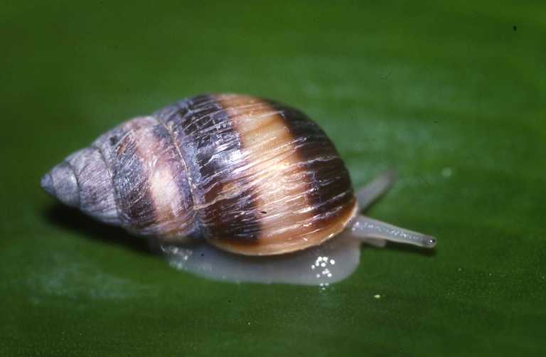 PDF) Is the Carpathian land snail Platyla jankowskiana extinct