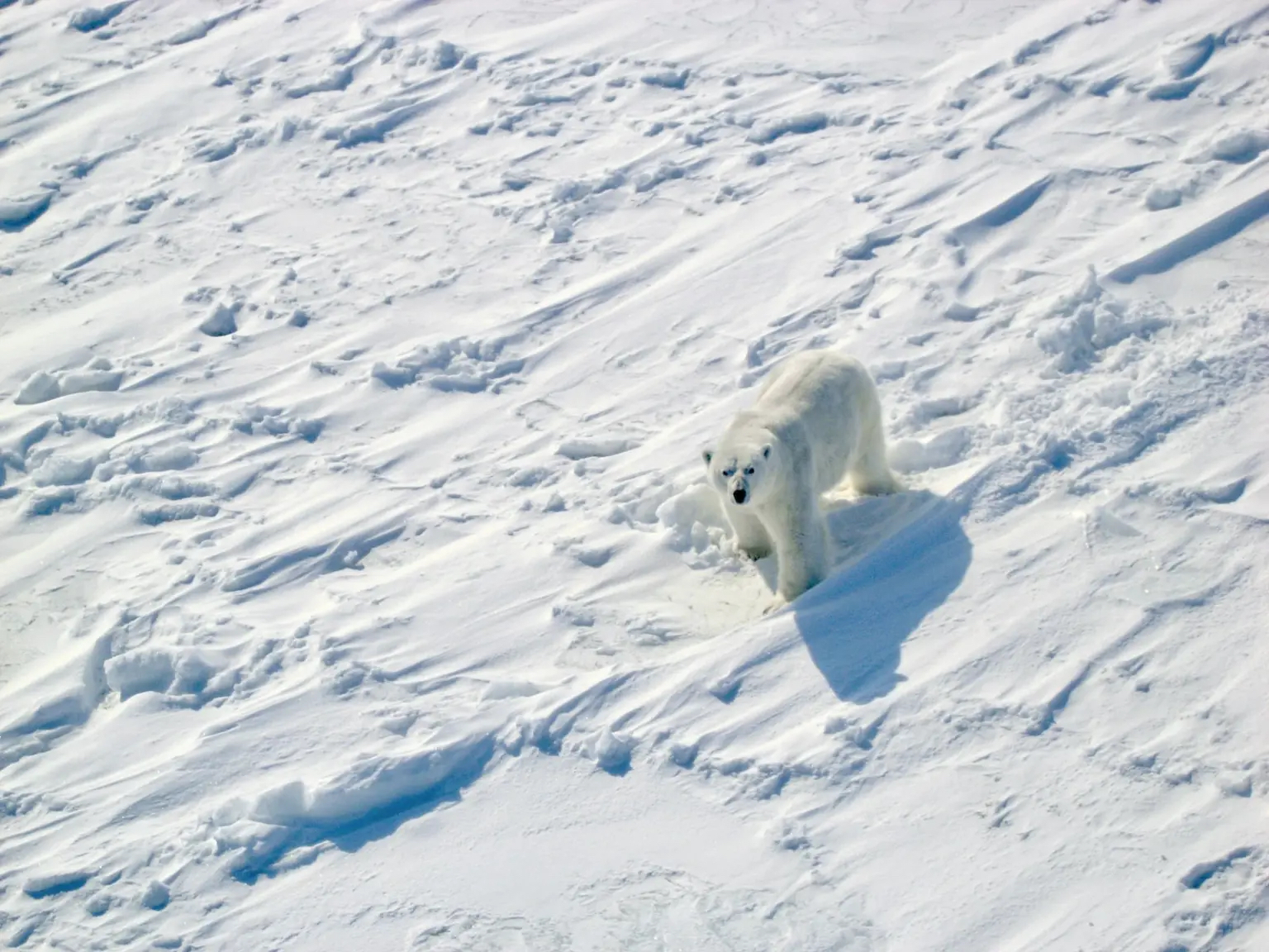 Climate change: Polar bears face starvation threat as ice melts