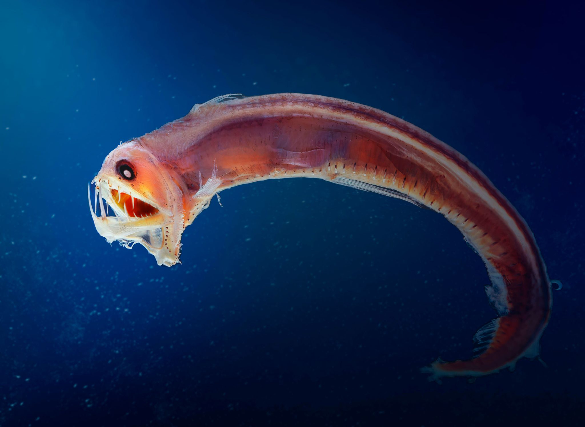 https://www.nationalobserver.com/sites/nationalobserver.com/files/styles/nat_social/public/img/2023/11/27/viperfish-mesopelagic-fish-and-carbon-2048x1495.jpg?itok=ZihTfhYy
