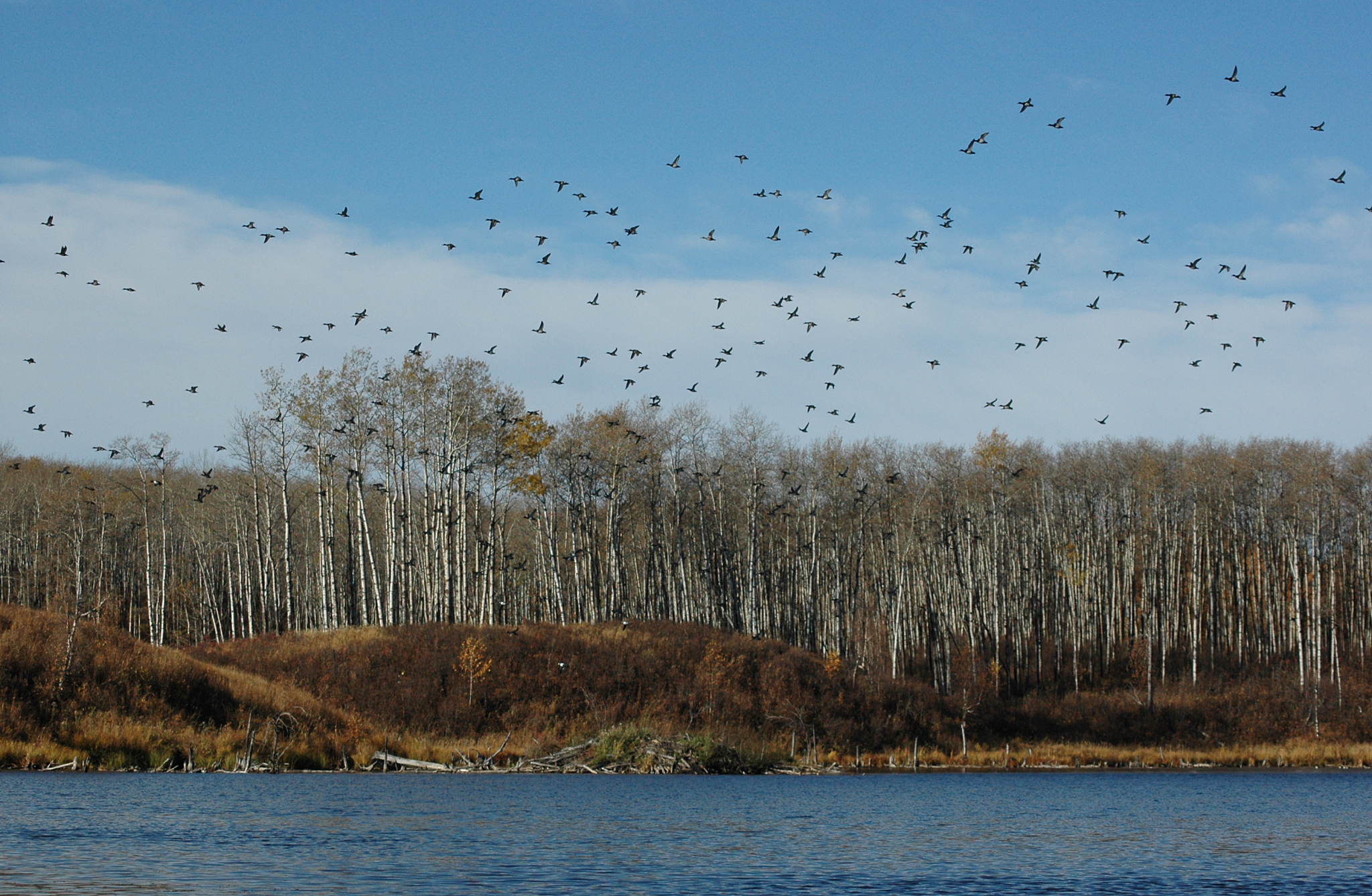 Conserving Canada's Wetlands
