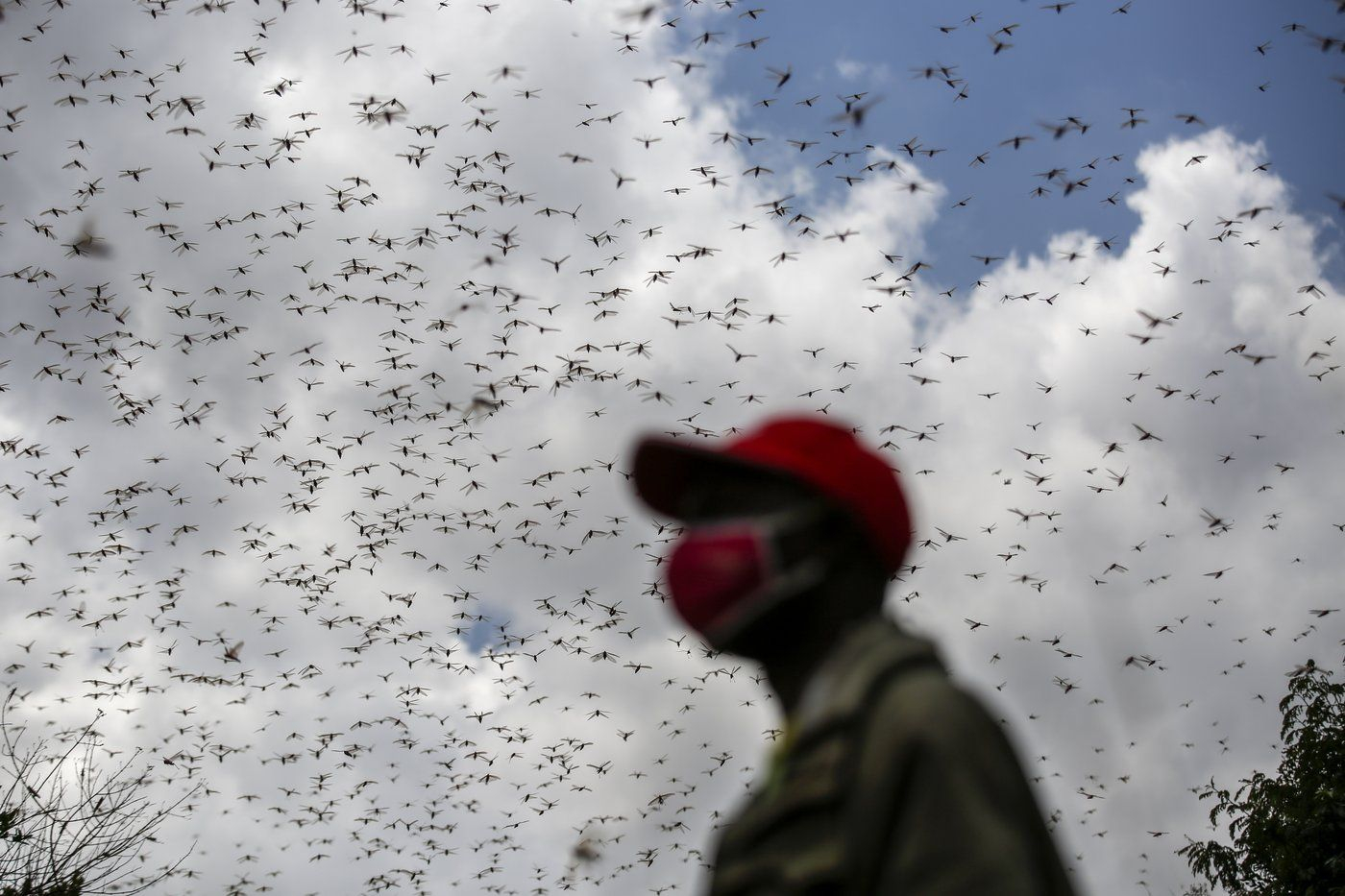 Migratory locust (Locusta migr [IMAGE]
