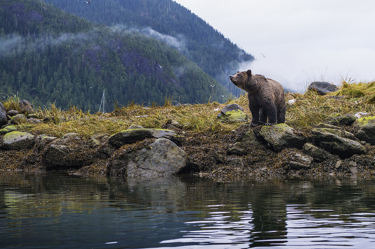 BC Liberals promise to eliminate grizzly trophy hunting in the