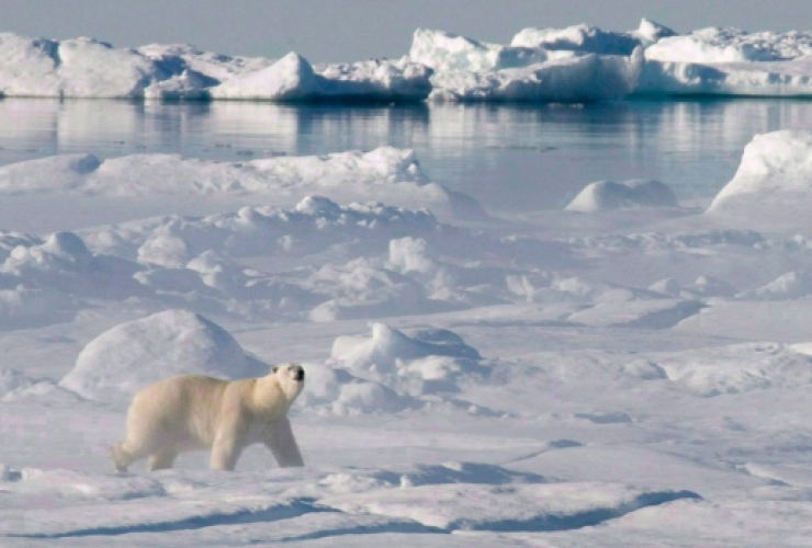 Arctic, Baffin Bay, Arctic Ocean, polar bear, Canadian Press
