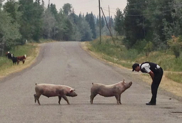 RCMP police officer, pigs, B.C. RCMP
