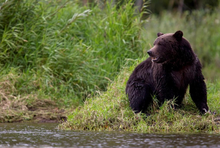 grizzly bear, fishing, Tweedsmuir Provincial Park, Bella Coola, 