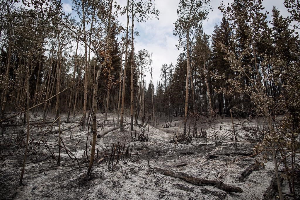 Wildfire Prompts Evacuation Order, State Of Emergency In Central B.C ...