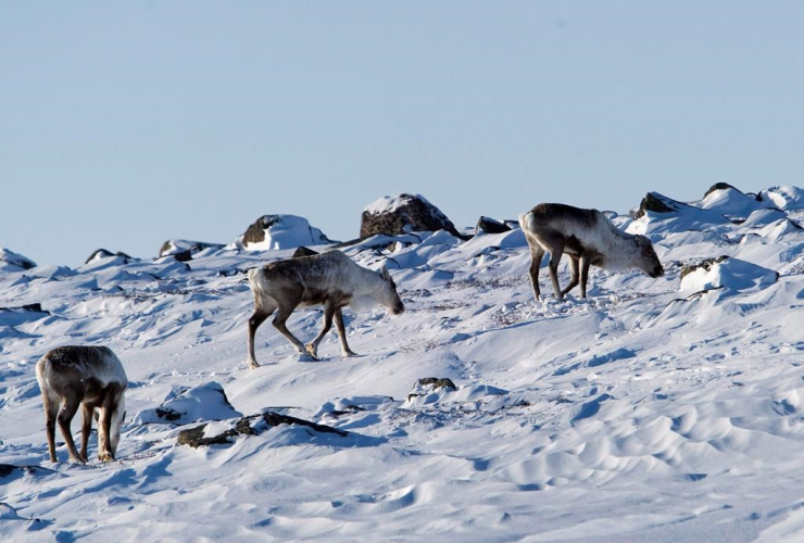 Wild caribou, Meadowbank Gold Mine,