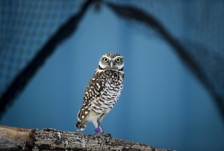 Burrowing Owl, Calgary Zoo Conservation Centre, Calgary, Alta.,