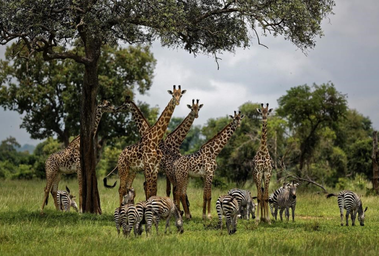 giraffes, zebras, Mikumi National Park, Tanzania,