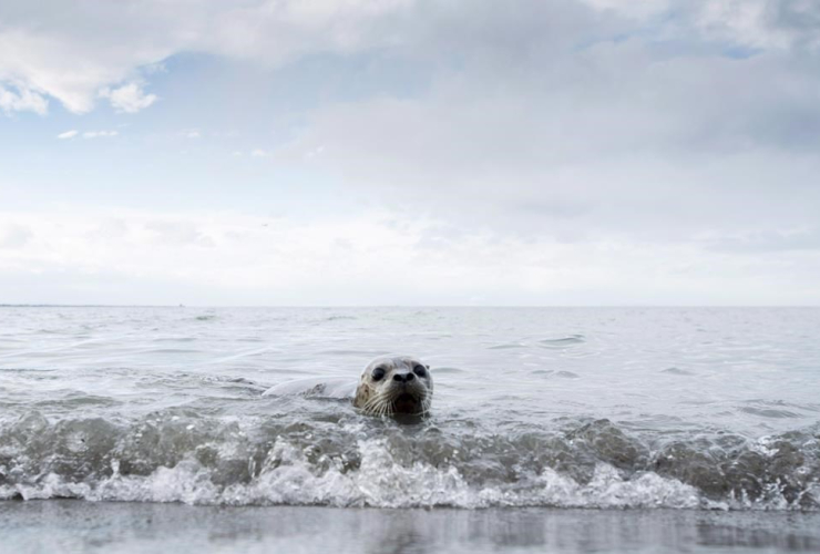 Seal pups, released, ocean, Iona Beach, Richmond, B.C., 