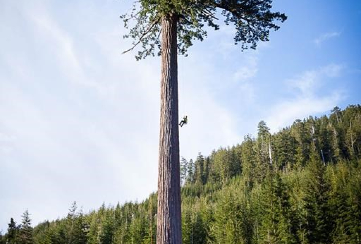 tree climber, Douglas-fir tree, Big Lonely Doug, Cowichan Valley, 