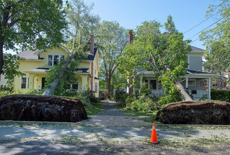 fallen trees, houses, Halifax,