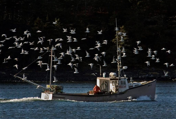 lobster boat, sea gulls, Eastern Passage, N.S.,