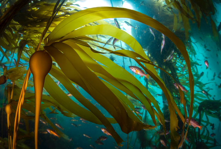 Kelp forests benefit everything from snails and anemones to seals and whales.