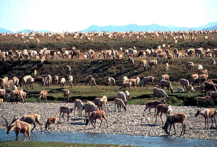 caribou, Porcupine caribou herd, migrate, coastal plain, Arctic National Wildlife Refuge, northeast Alaska,