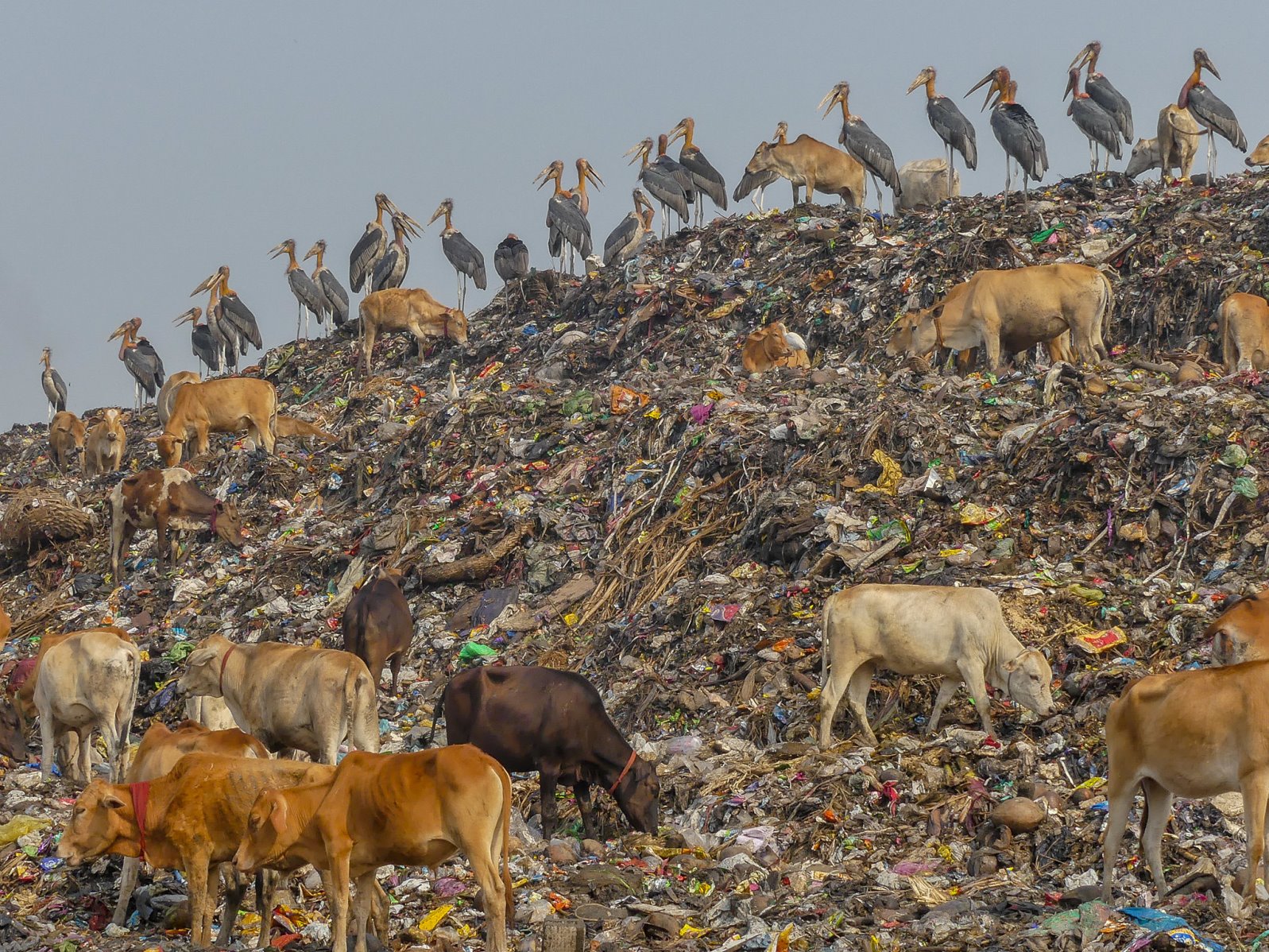 Plastic recycling could be more dangerous than you think