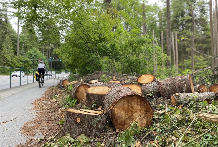 A stack of cut logs along a roadside in Stanley Park