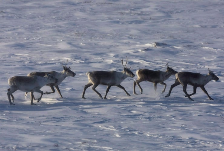 Wild caribou roam the tundra near The Meadowbank Gold Mine located in the Nunavut on March 25, 2009. 