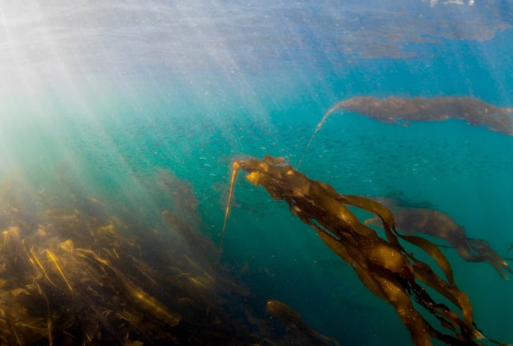 A school of herring swimming through bull kelp.